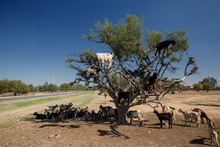 Incredible Tree-climbing Goats