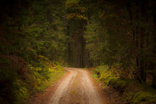 Forest Dirt Road