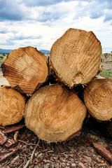 Wall Mural - Stack of cut logs in forestry