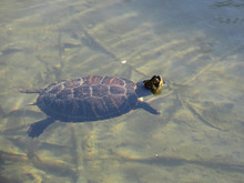 Floating Turtle Swimming In A Pond