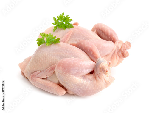 Cuadros en Lienzo Quail. Isolated on white background.