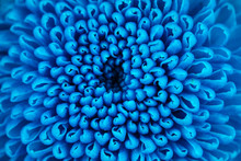 Beautiful Blue Chrysanthemum  Flower, Close-up