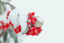 Snow Covered Frozen Rowan Berries In Winter