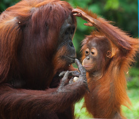 Wall Mural - Female orangutan with a baby in the wild. Indonesia. The island of Kalimantan (Borneo). 