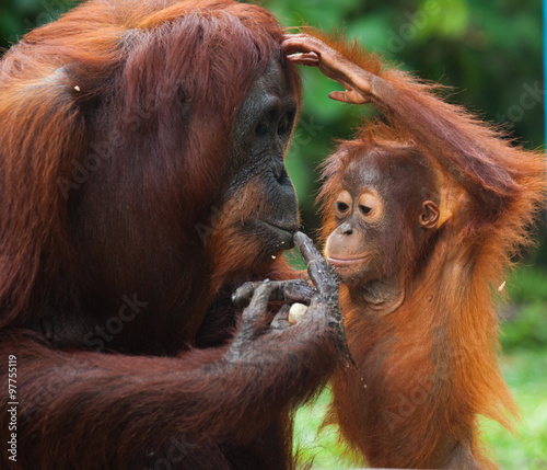 Fotomural Female orangutan with a baby in the wild