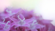 Pink Pentas Flowers Closeup