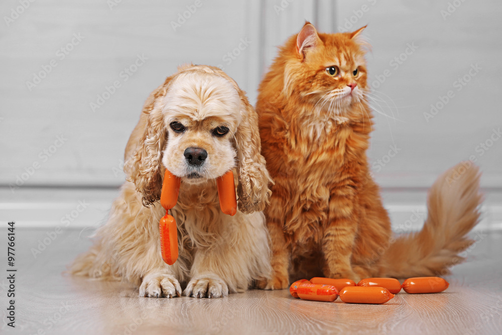 American cocker spaniel and red cat with sausage on floor in room