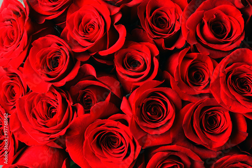 Zdjęcie XXL czerwona róża tło
