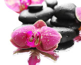 Fototapeta Tulipany - Black spa stones and orchids isolated on white