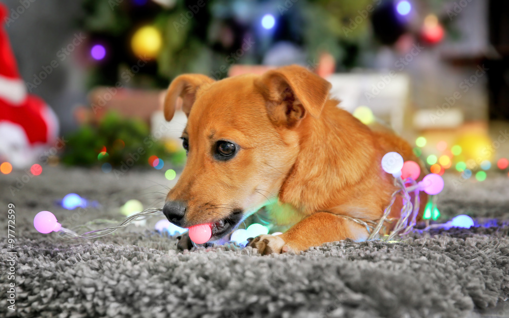 Small cute funny dog with garland on Christmas background