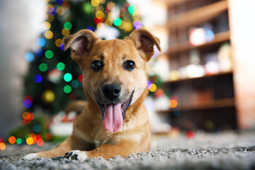 Small cute funny dog laying at carpet on Christmas tree background