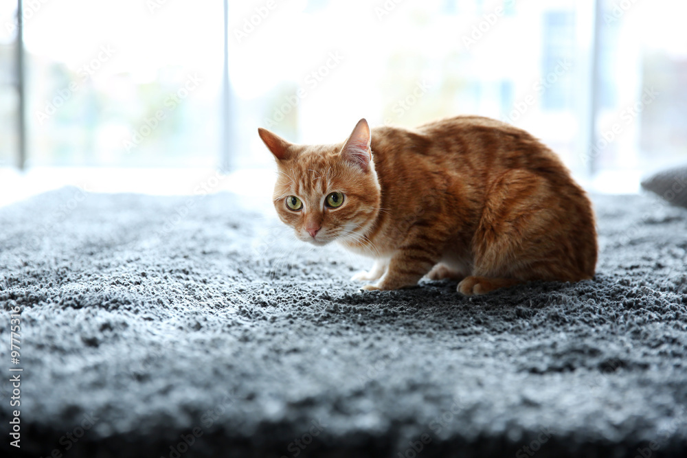 Red cat on the floor, close up