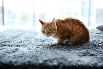 Wall Mural - Red cat on the floor, close up