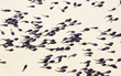 Tadpoles group in the water, natural scene