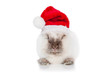 © Rita Kochmarjova - Little dwarf rabbit dressed in a santa's hat
