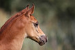 © acceptfoto - Head shot of an arabian horse on natural background