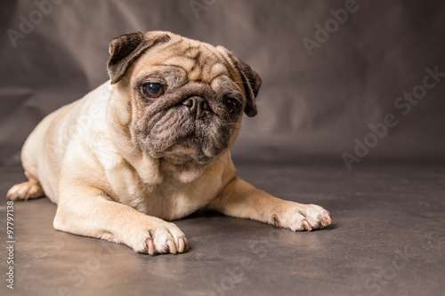 Naklejka - mata magnetyczna na lodówkę Mops im Studio