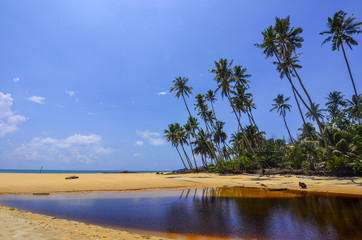 Canvas Print - beautiful beach scenic with coconut tree anf blue sky.