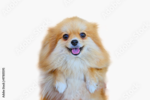 Pomeranian Dog Close Up Portrait Pomeranian Dog Small Isolation On
