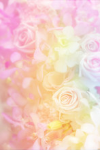 Variety Flower Background In Pastel Color