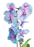 Fototapeta Storczyk - stem of blue orchids