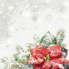 Christmas Background With Poinsettia On Snow, Text Space