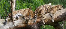 Two Jaguars Lying On Tree Trunk, Bitou, Western Cape, South Africa