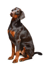 Portrait Of Brown Doberman On The White Background