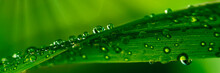 Water Droplets On Grass