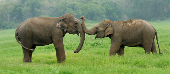 Wall Mural - elephants