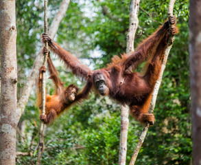 Wall Mural - The female of the orangutan with a baby in a tree. Indonesia. The island of Kalimantan (Borneo). An excellent illustration.