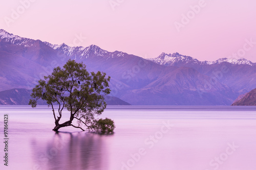 Tapeta ścienna na wymiar That Wanaka Tree