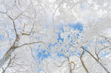 Fototapeta Na sufit - Winter landscape white snow of Mountain in Korea.