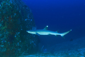 Poster - Whitetip Reef Shark