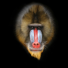 Portrait Of The Adult Male Mandrill