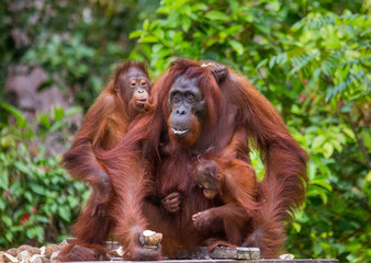 Wall Mural - The female of the orangutan with a baby feeding place. Indonesia. The island of Kalimantan (Borneo). An excellent illustration.