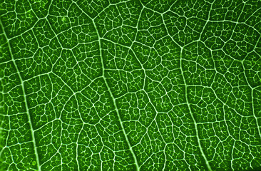 Green leaf macro texture background.