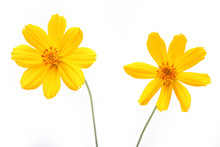 Yellow Cosmos Flower Isolated On White Background