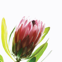 Close Up Of A Protea Flower Head In Profile.