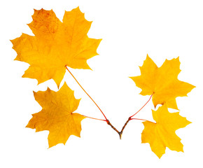 four maple leaves on cutting
