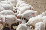 Fototapeta Zwierzęta - Many chicks growing up chickens and turkeys peck feed tray pen