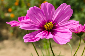purple flowers cosmos