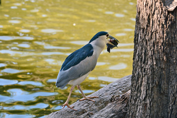 Black-crowned night heron