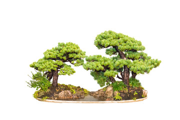 Wall Mural - pine bonsai tree