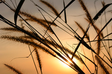 Blossoming Grasses And Wildflowers Silhouetted By Sunset