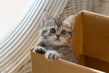 Cute Tabby Persian Kitten