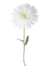 White Chrysanthemum Isolated On White Background