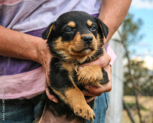 australian kelpie black and tan