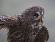 Great Grey Owl Or Lapland Owl (Strix Nebulosa)