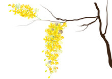 Golden Shower Flowers Or Ratchaphruek ,yellow Flowers Watercolor Look  On White Background,set Of Asean National Flower For Thailand